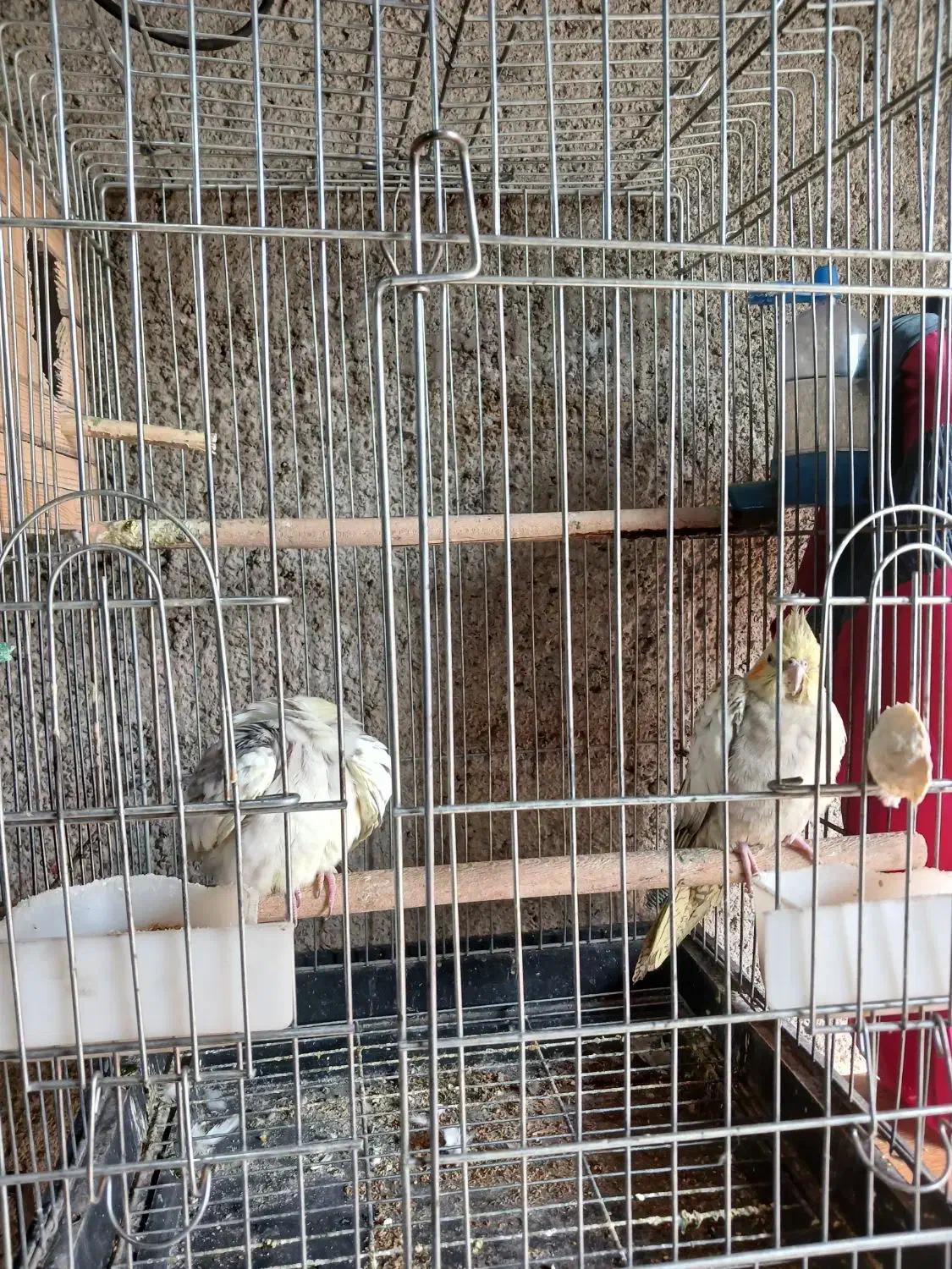 عروس هلندی|پرنده|قدس, شهر‌قدس|دیوار