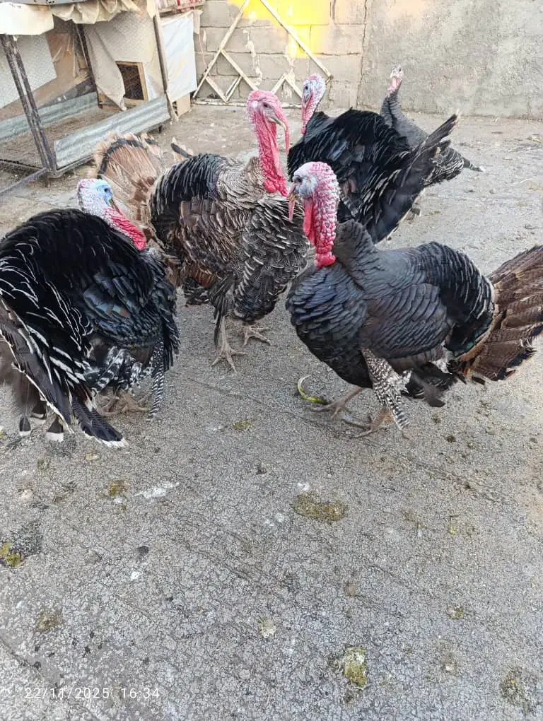 بوقلمون محلی|حیوانات مزرعه|الشتر, |دیوار