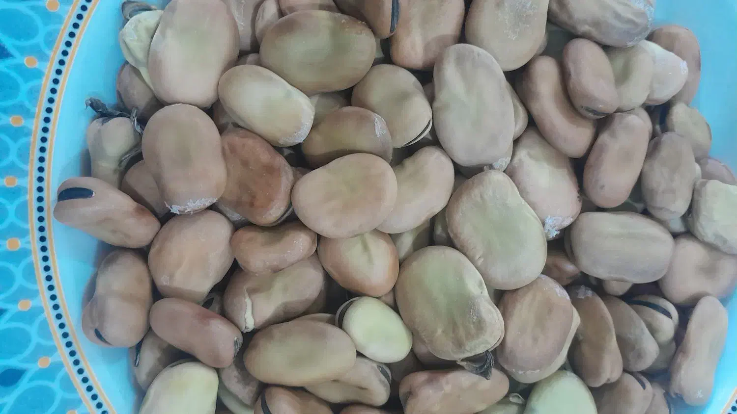 فروش بذر باقالا|خوردنی و آشامیدنی|دلند, |دیوار