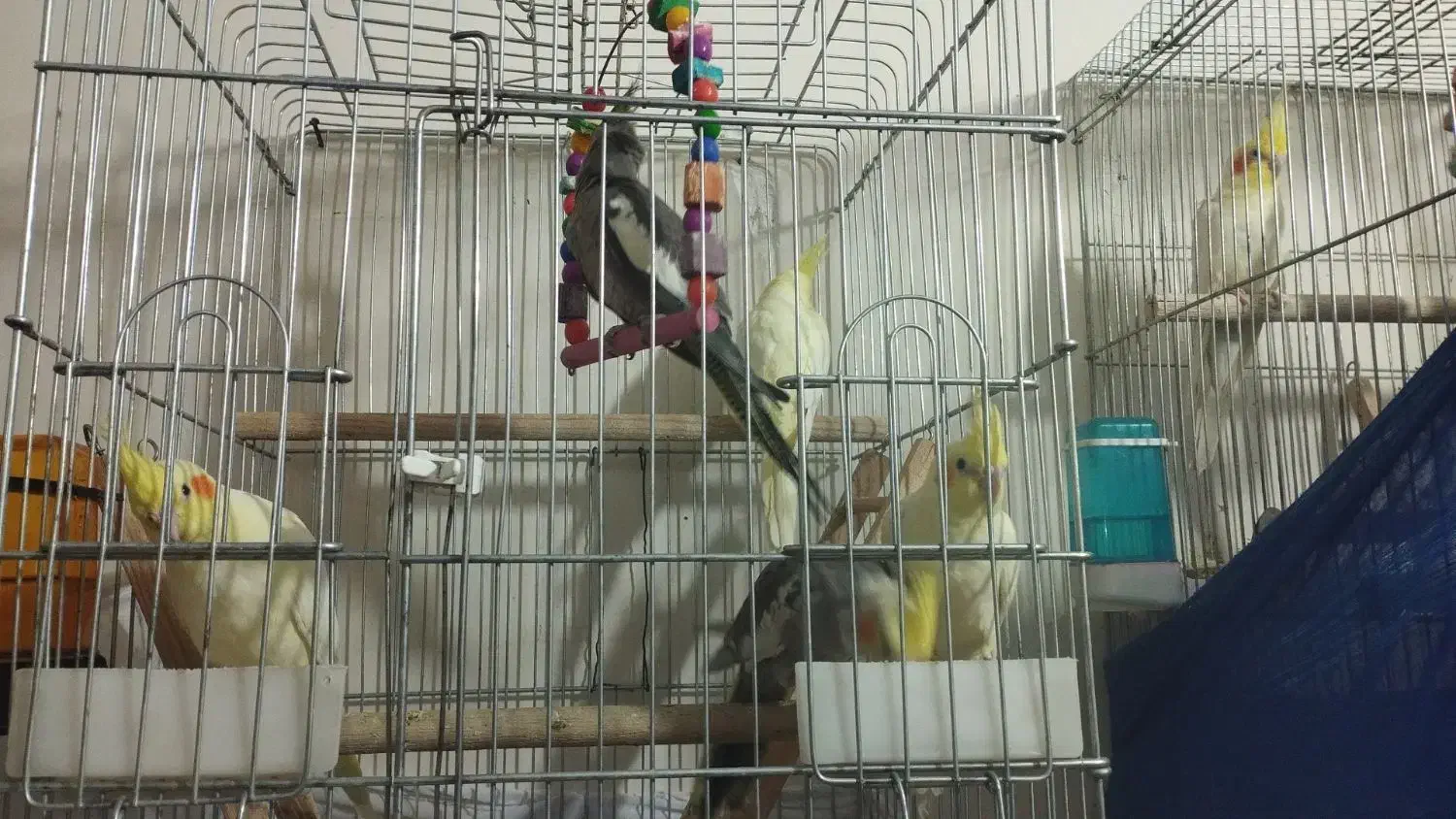 جوجه عروس های زیبا ۲ماهه|پرنده|خرمدره, |دیوار