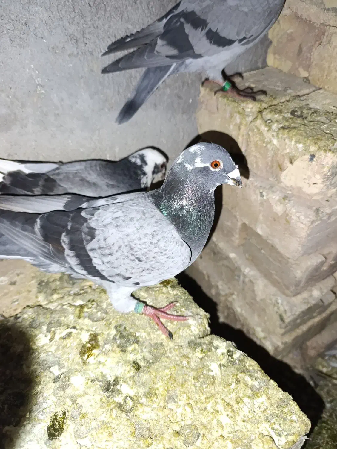 کبوتر پلاکی|پرنده|شال, |دیوار