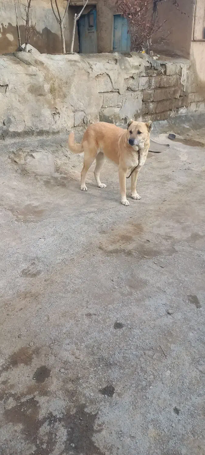 ماده سرابی|سگ|اردبیل, |دیوار