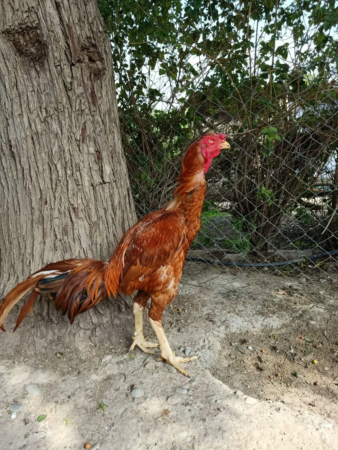 خروس لاری نسل|حیوانات مزرعه|تهران, ترمینال جنوب|دیوار