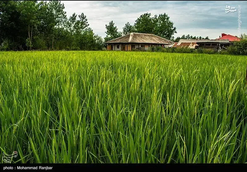 مزرعه سنتی 1700 متری موقعیت عالی|فروش زمین و ملک کلنگی|رضوانشهر, |دیوار