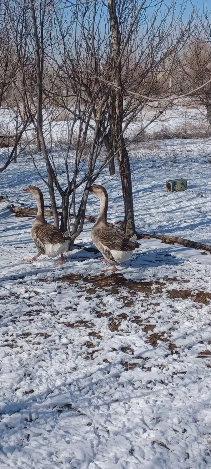 قوغاز معاوضه با قناری یا سهره|حیوانات مزرعه|اردبیل, |دیوار