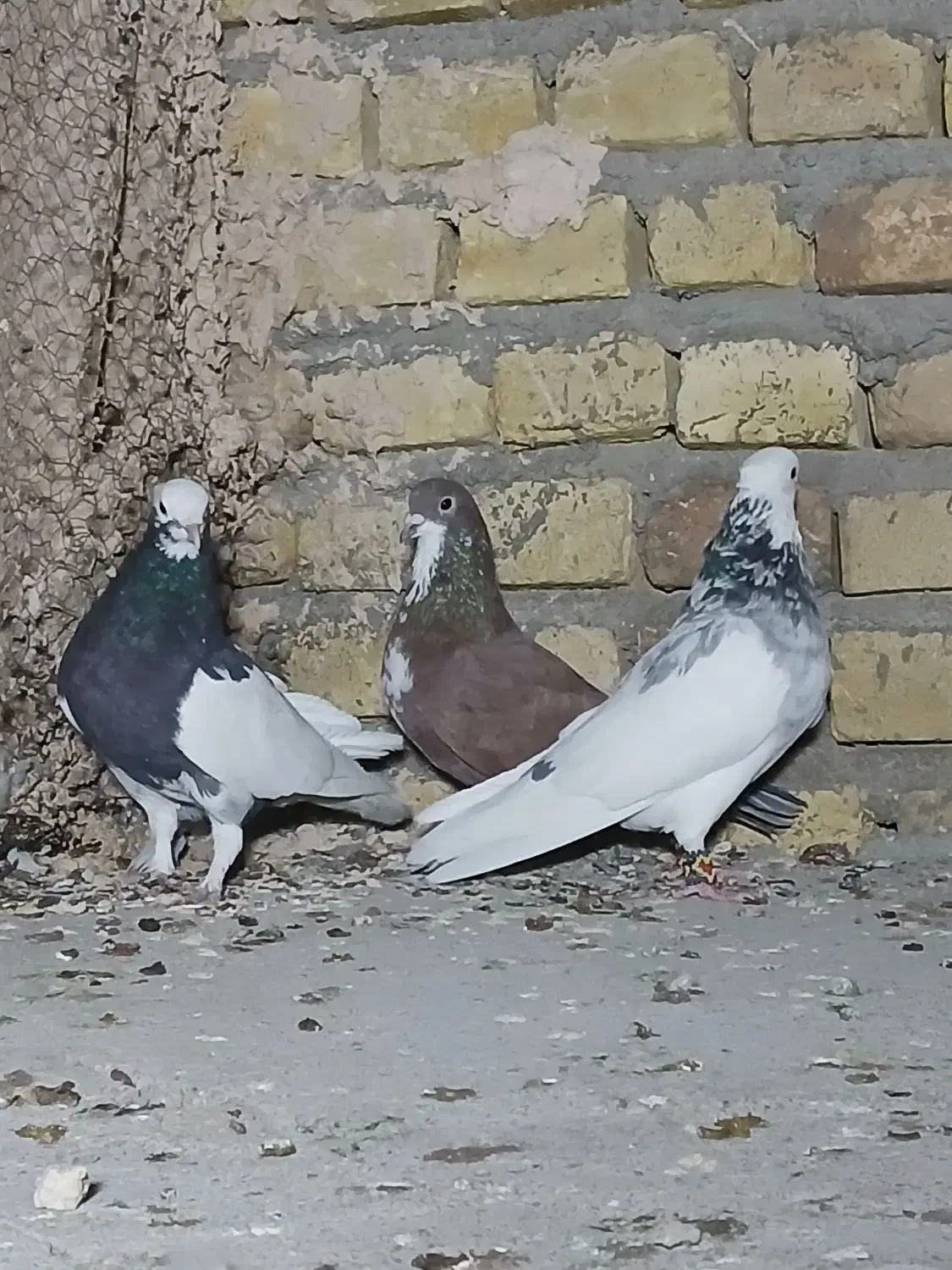 طوقی رنگی، سرور، ریش|پرنده|یزد, |دیوار