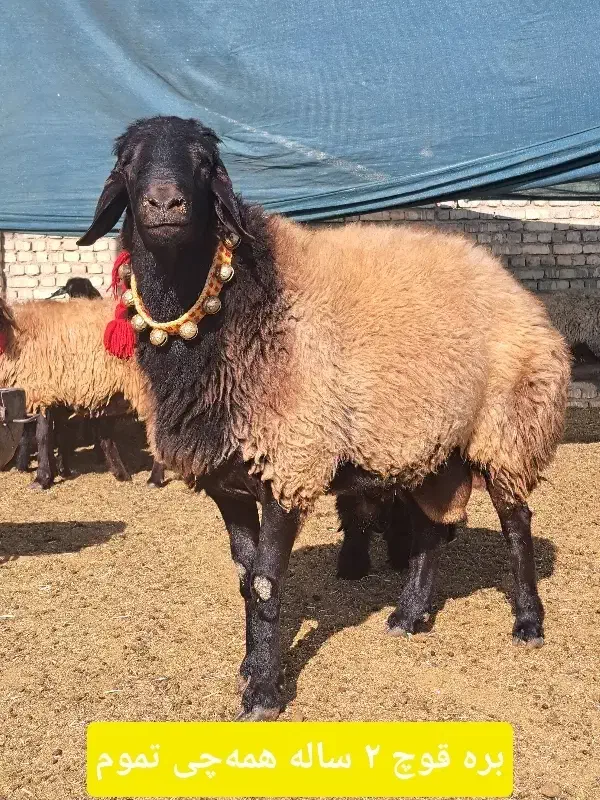 قوچ و بره قوچ گل چین شده|حیوانات مزرعه|اصفهان, براآن شمالی|دیوار