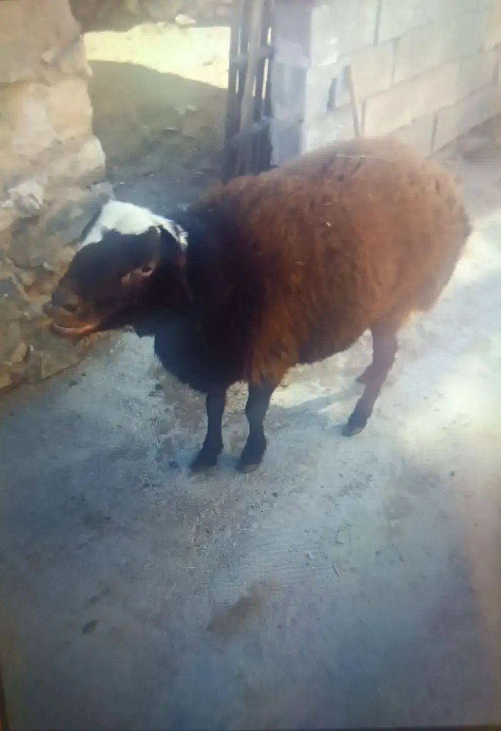 گوسفند نر|حیوانات مزرعه|سامن, |دیوار