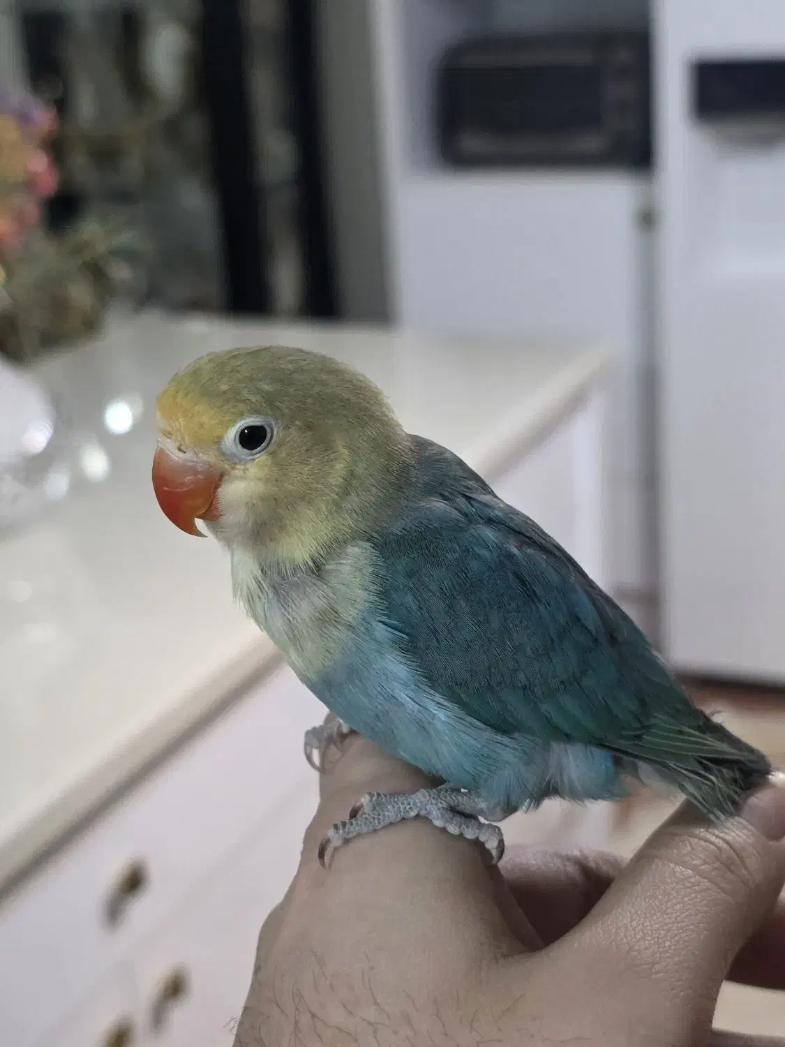 طوطی|پرنده|تهران, آزادشهر|دیوار