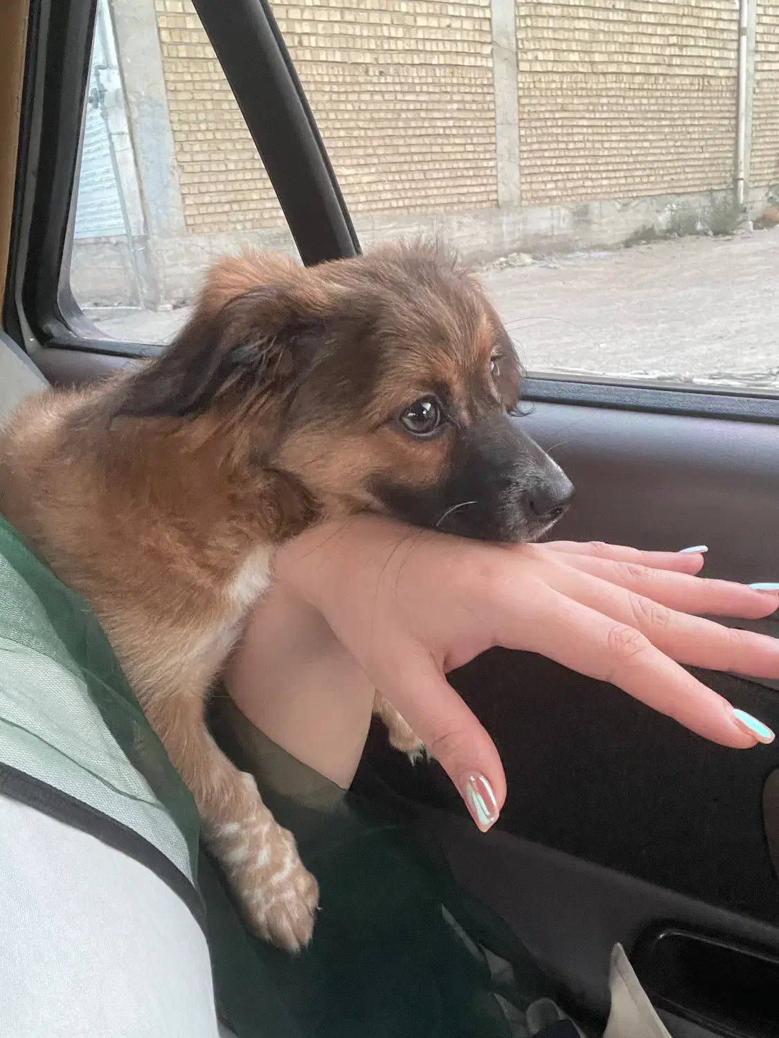 واگذاری سگ|سگ|بوشهر, |دیوار