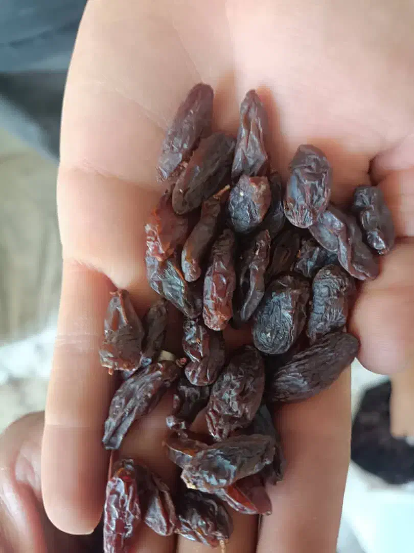 کشمش مویز|خوردنی و آشامیدنی|شیراز, میانرود|دیوار