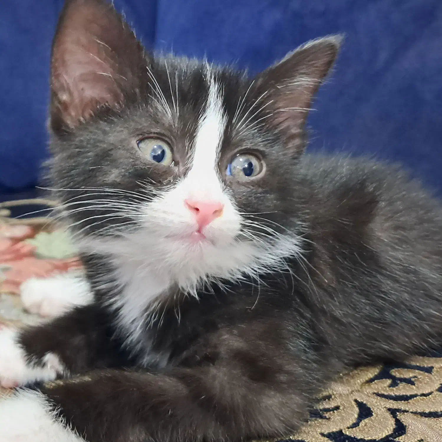 گربه|گربه|مشهد, طبرسی شمالی|دیوار