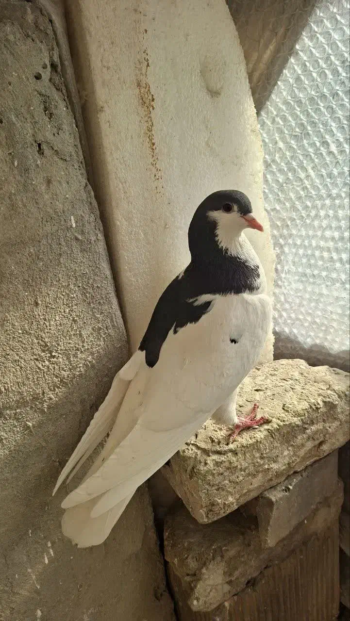 خال سیاه ماده|پرنده|مشهد, مشکینی (شهرک غرب)|دیوار