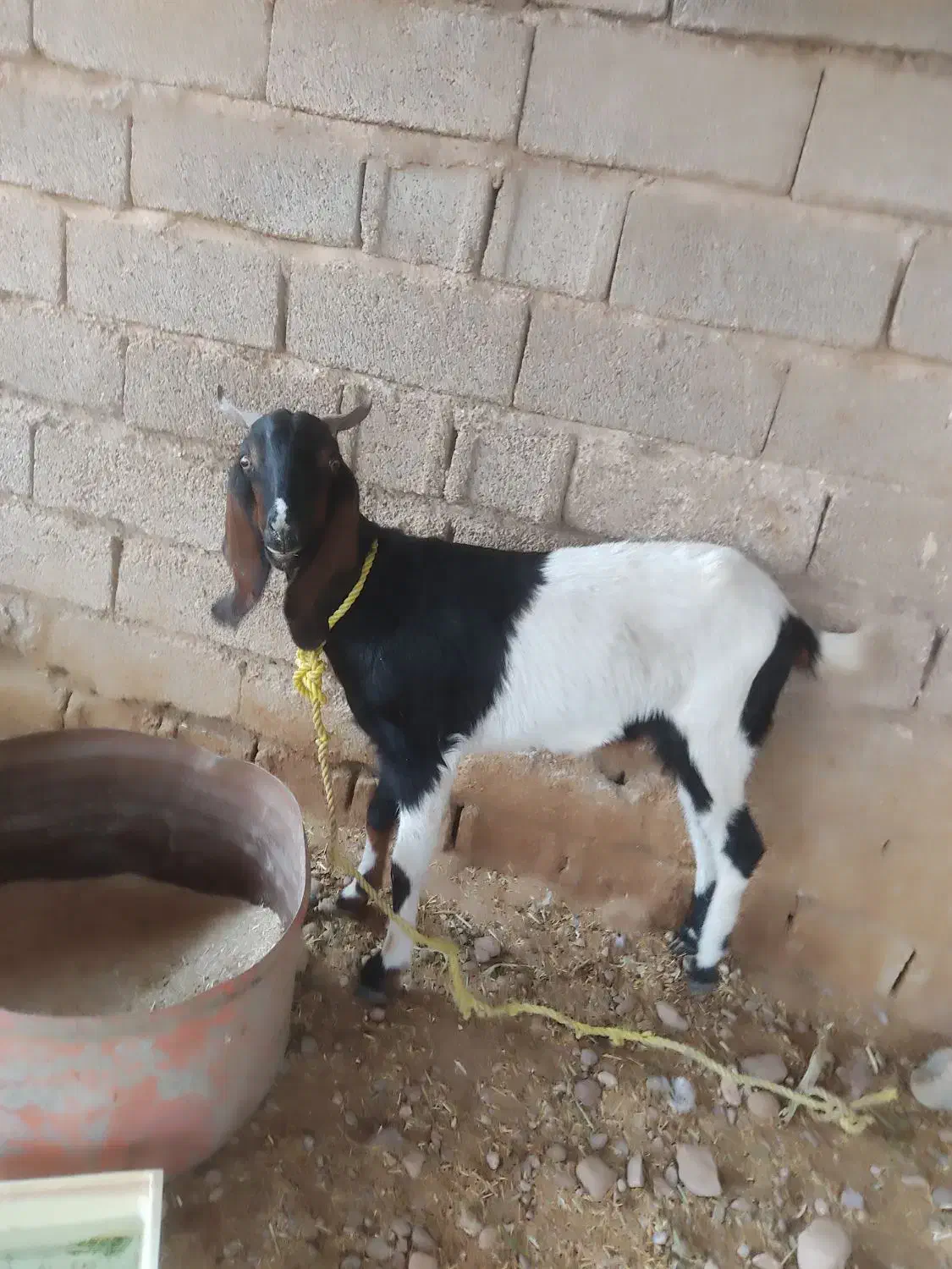 بز افغانی سالم و سرحال|حیوانات مزرعه|شوش, |دیوار