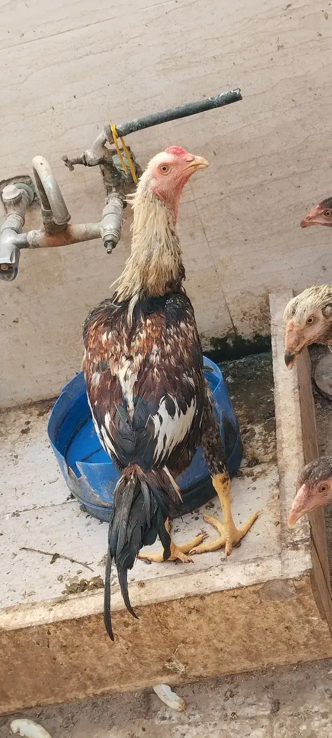 خروس لاری با اصل ونصب|حیوانات مزرعه|رامشیر, |دیوار