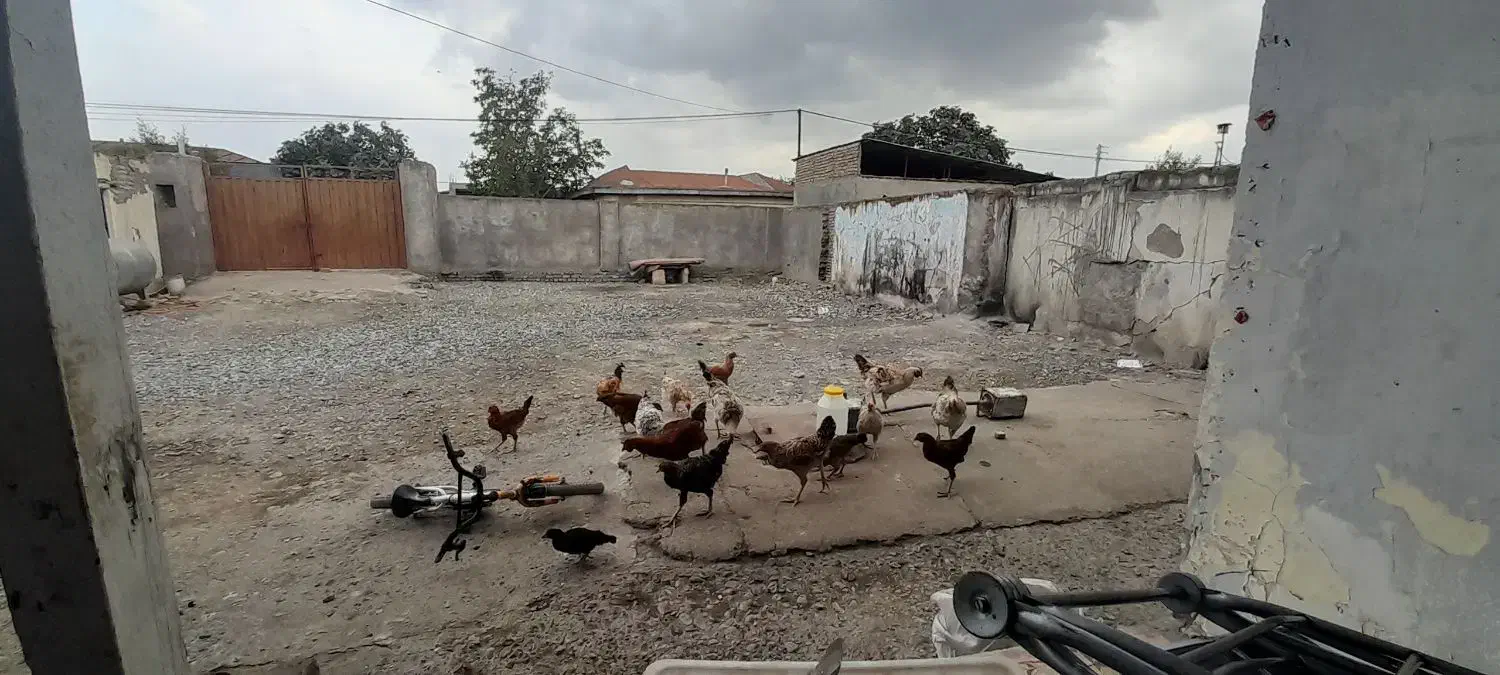 مرغ و خروی بفروش میرسد|حیوانات مزرعه|آق قلا, |دیوار