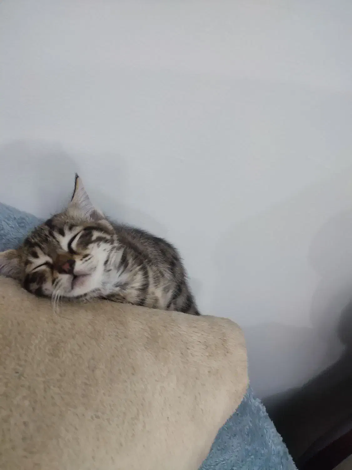 واگذاری رایگان گربه خانگی|گربه|خرم‌آباد (تنکابن), |دیوار