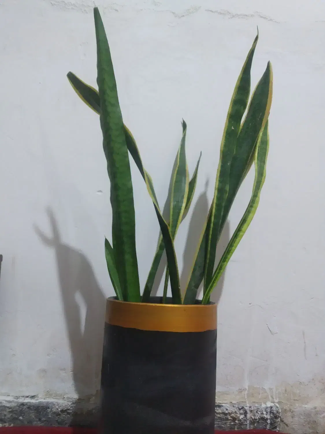 گل و گلدان|گل و گیاه طبیعی|زابل, |دیوار