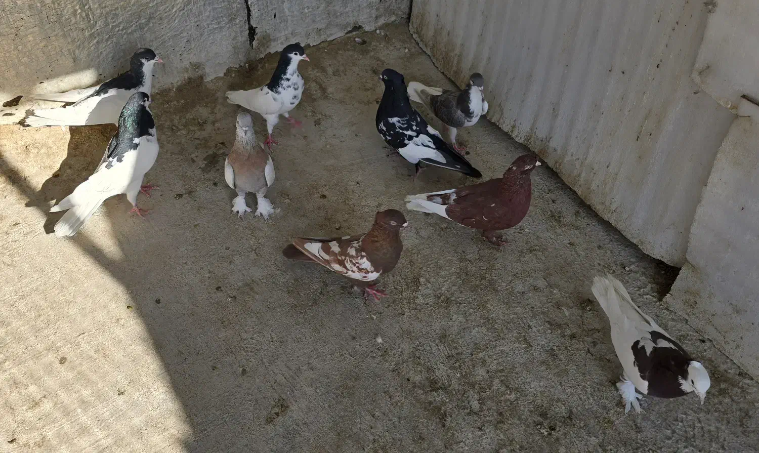 کبوتر|پرنده|شیراز, شیخ علی چوپان|دیوار