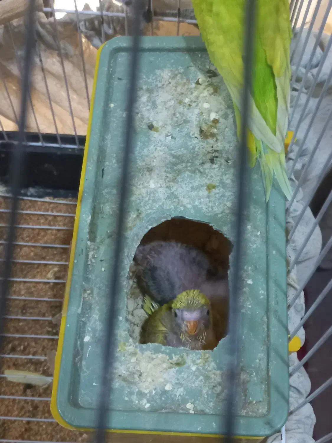 ۲تا جوجه مرغ عشق به همراه مادر شون فقط|پرنده|اهواز, کیانشهر|دیوار