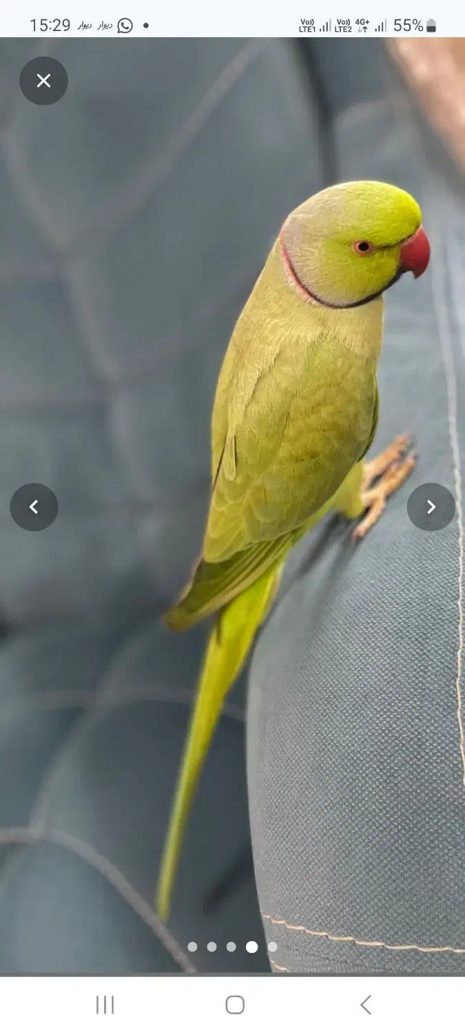 طوطی ملنگو نر رام و اهلی|پرنده|رامسر, |دیوار