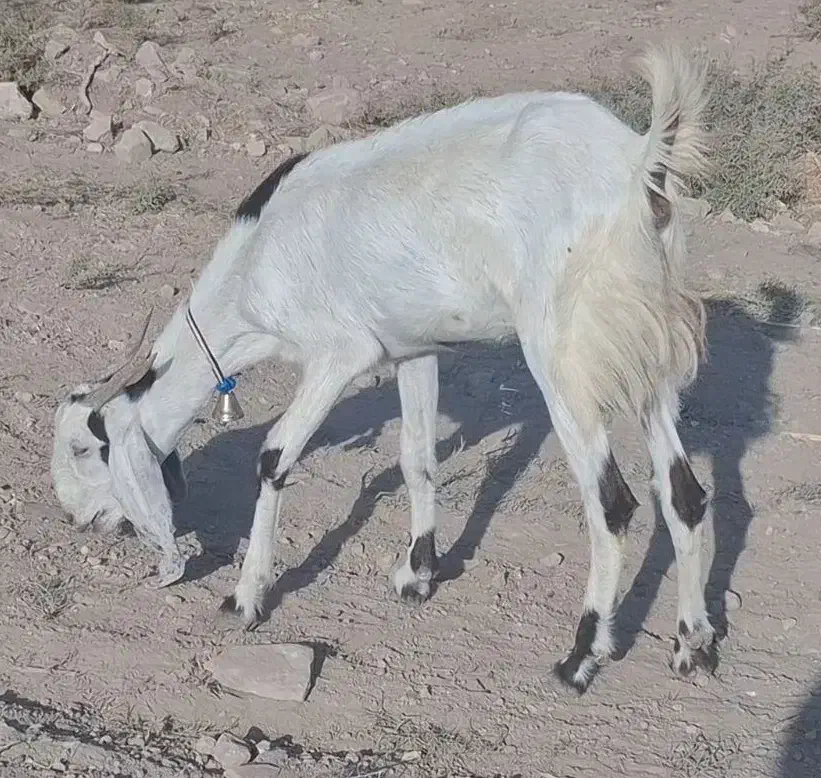 بز جوان لنگه 3 قلو با بزغاله ماده|حیوانات مزرعه|دره شهر, |دیوار