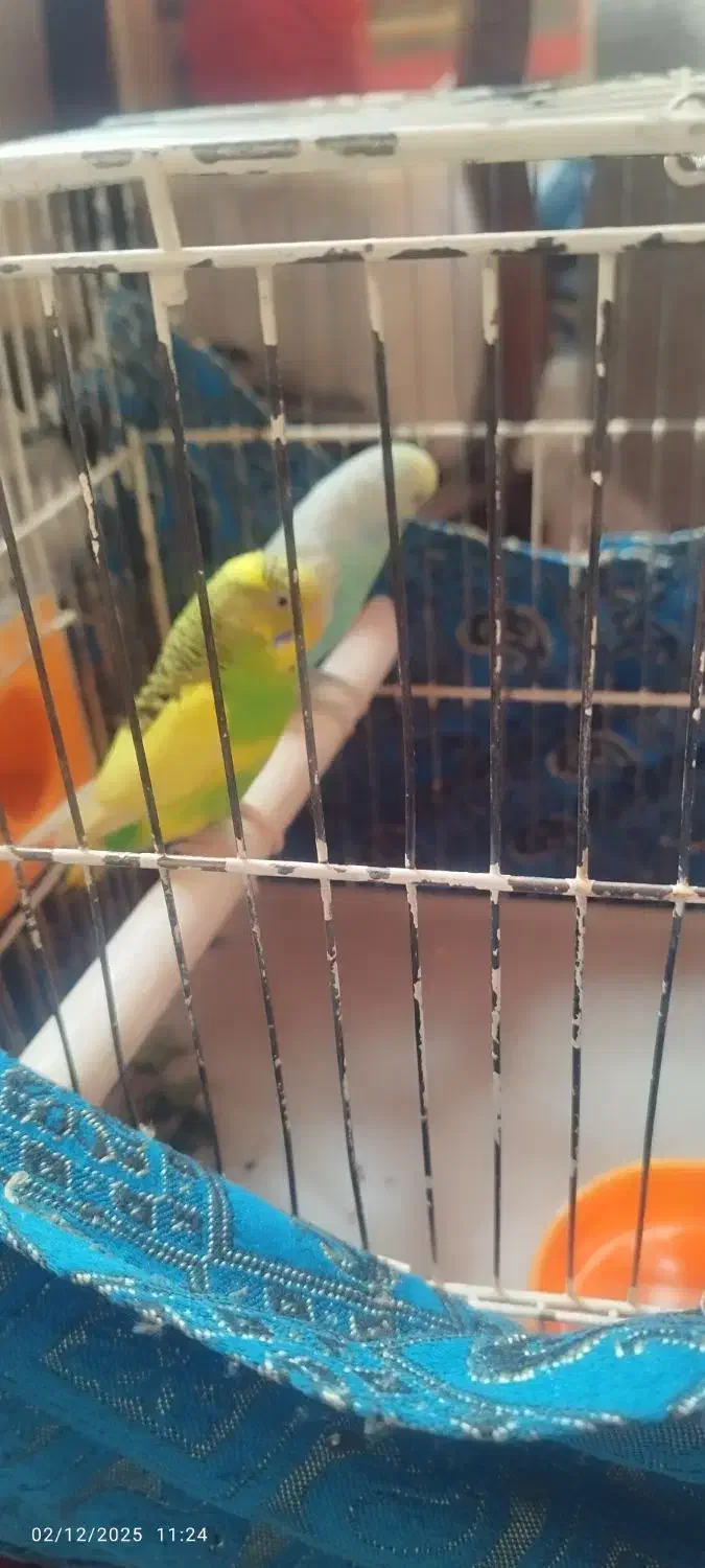 دوعدد عروس هلندی نر ماده ویک جفت مرغ عشق|پرنده|ابهر, |دیوار