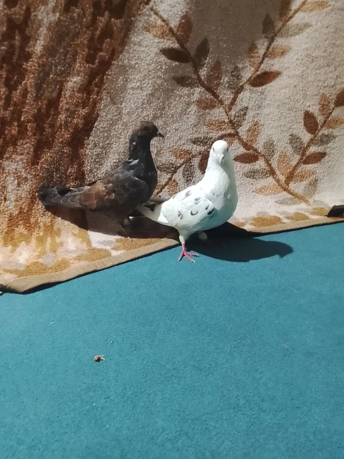 کبوتر|پرنده|علی‌آباد کتول, |دیوار