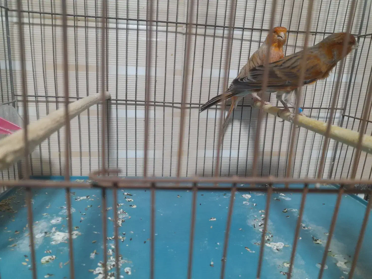 قناری جفت نرماده و دوتا نر مست و جفت طوطی برزیلی|پرنده|بوشهر, |دیوار