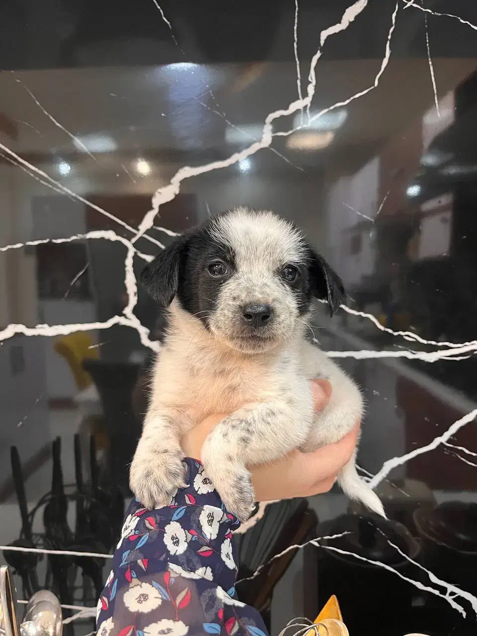 سگ...یک عدد توله پاکوتاه|سگ|مشهد, هفت تیر (نه دره)|دیوار