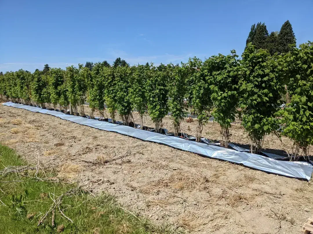 زیردرختی(مالچ)برای باغدارن و کشاورزان|خدمات باغبانی و درختکاری|یزد, |دیوار