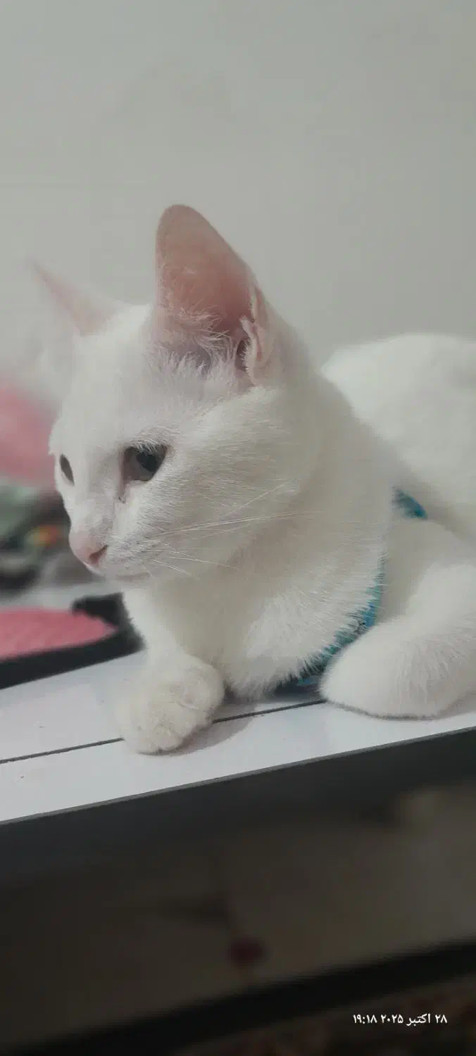 گربه|گربه|گالیکش, |دیوار