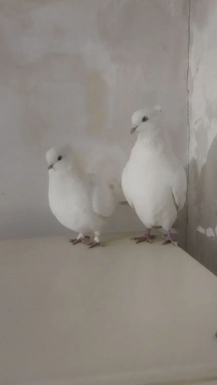 کبوتر|پرنده|مهاجران, |دیوار