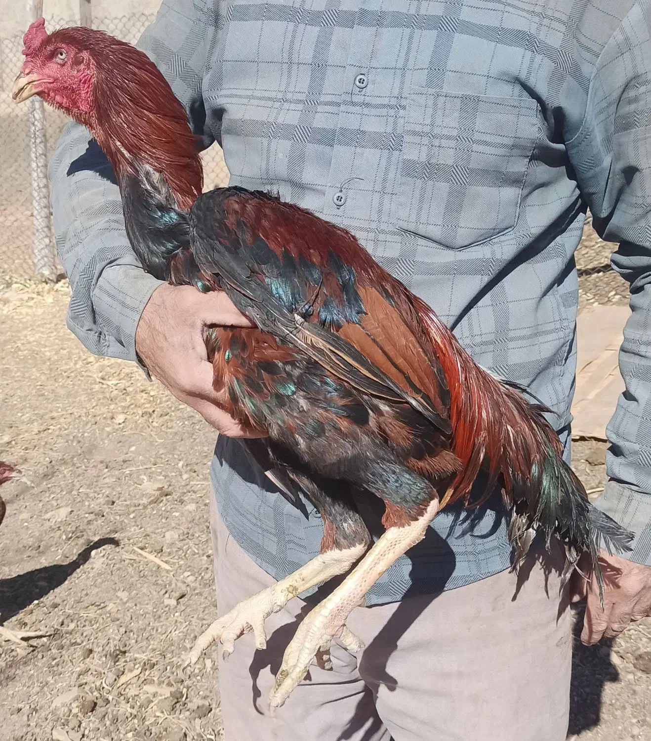 خروس لاری نسل طوفان عامر|حیوانات مزرعه|خرمدره, |دیوار