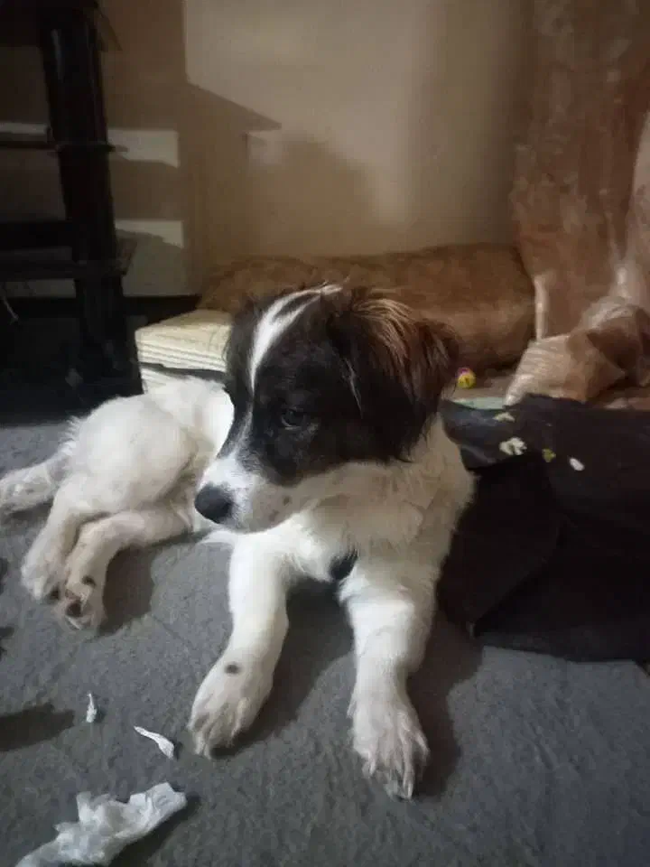 سگ اشپیتز خانگی پاکوتاه|سگ|زاهدان, |دیوار