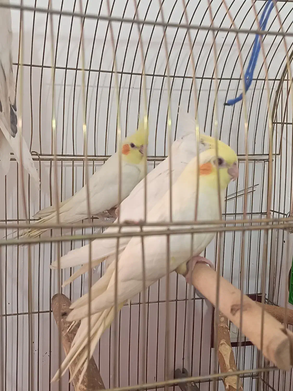 جوجه عروس هلندی آلبینو و لوتینو|پرنده|قم, اسمعیل آباد|دیوار