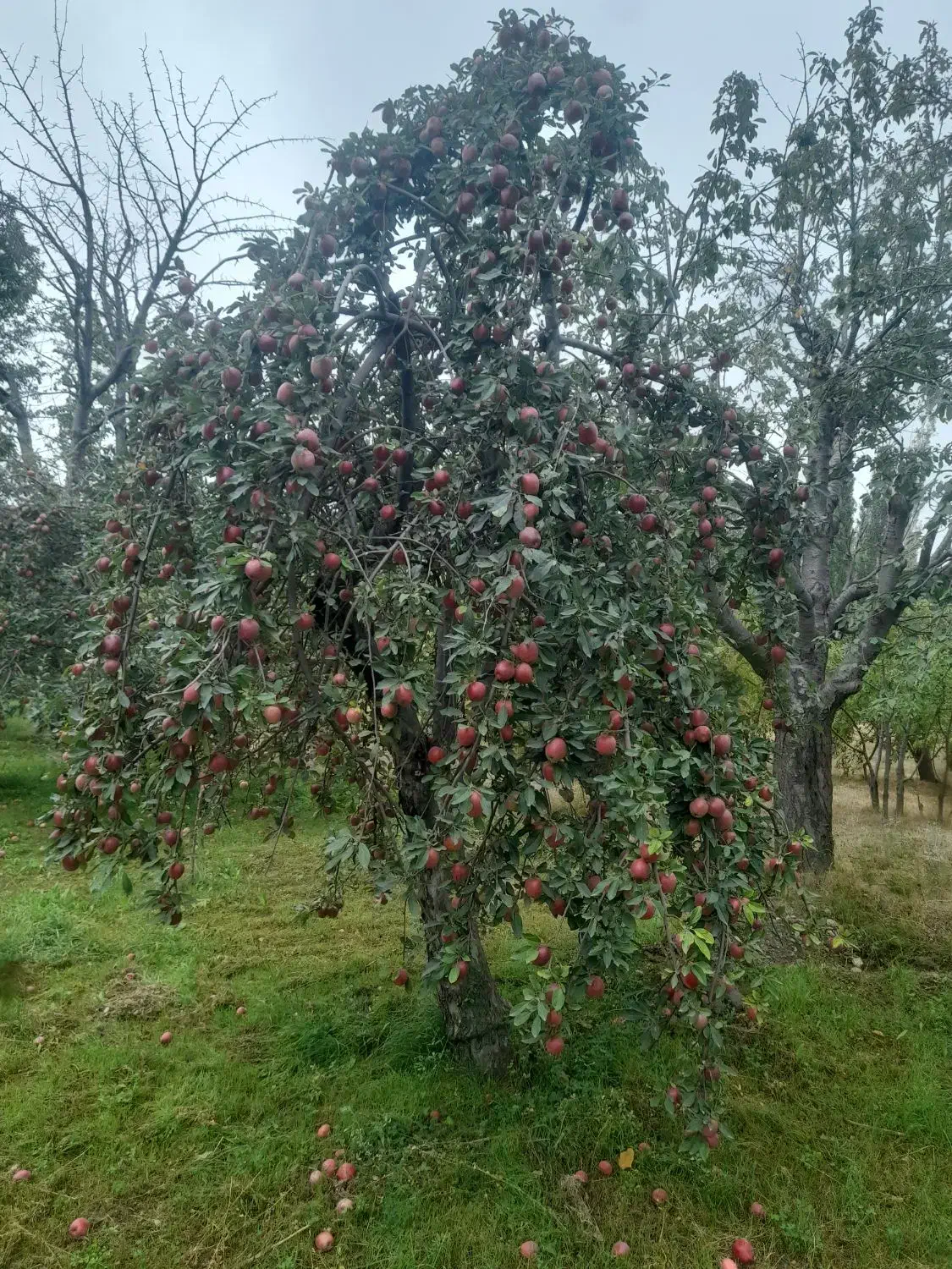پیوندالماسی|خوردنی و آشامیدنی|مشگین شهر, |دیوار