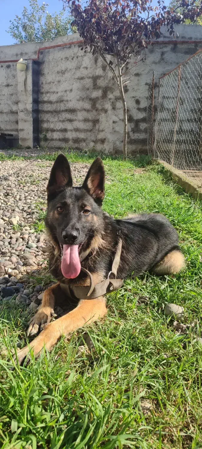 واگذاری توله ژرمن|سگ|سنگر, |دیوار