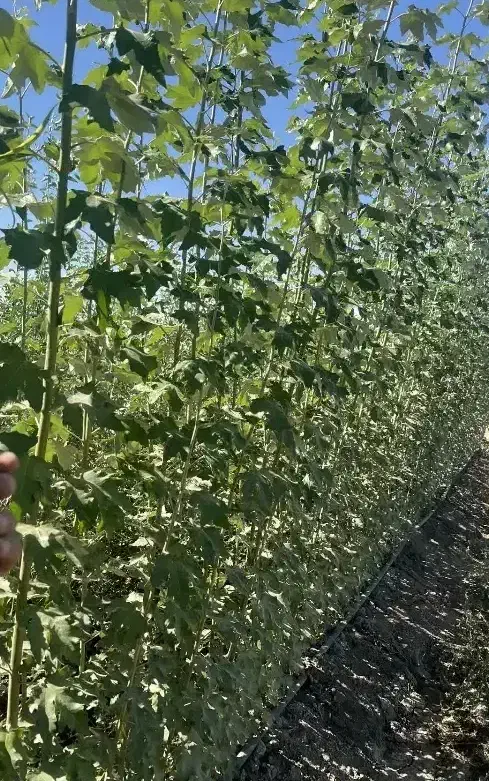 صنوبر وکبوده خان بابا|خدمات باغبانی و درختکاری|محمدبار, |دیوار