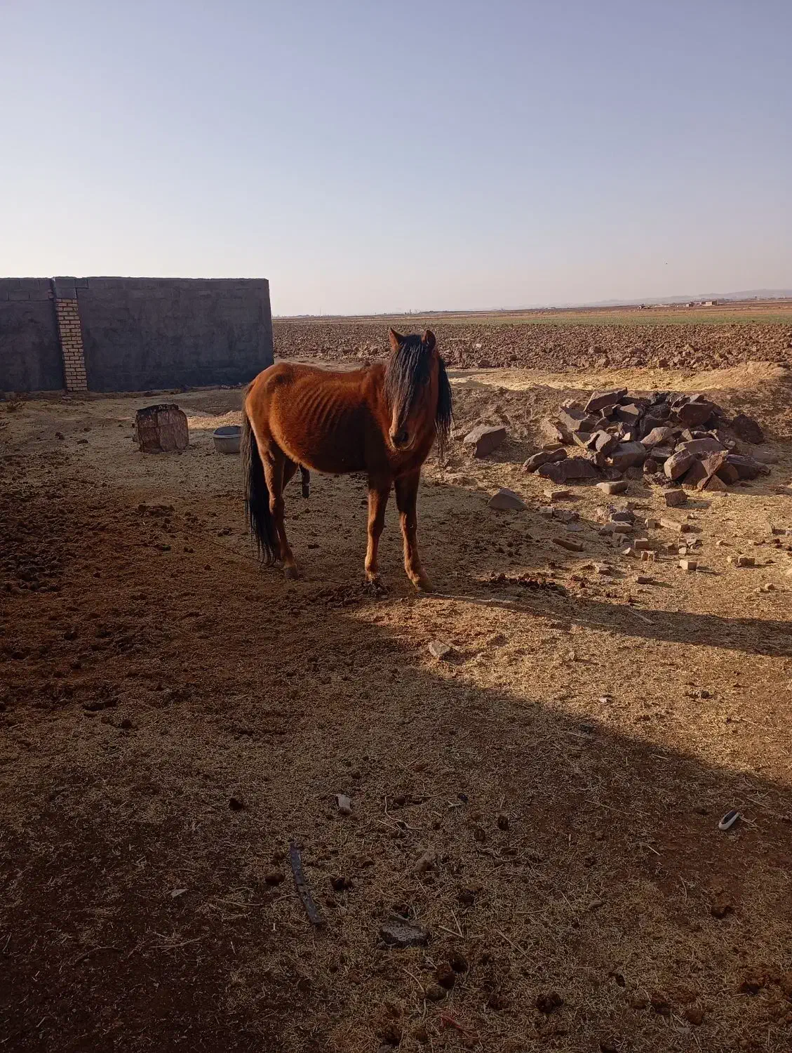 اسب|اسب و تجهیزات اسب‌سواری|جلگه رخ, |دیوار