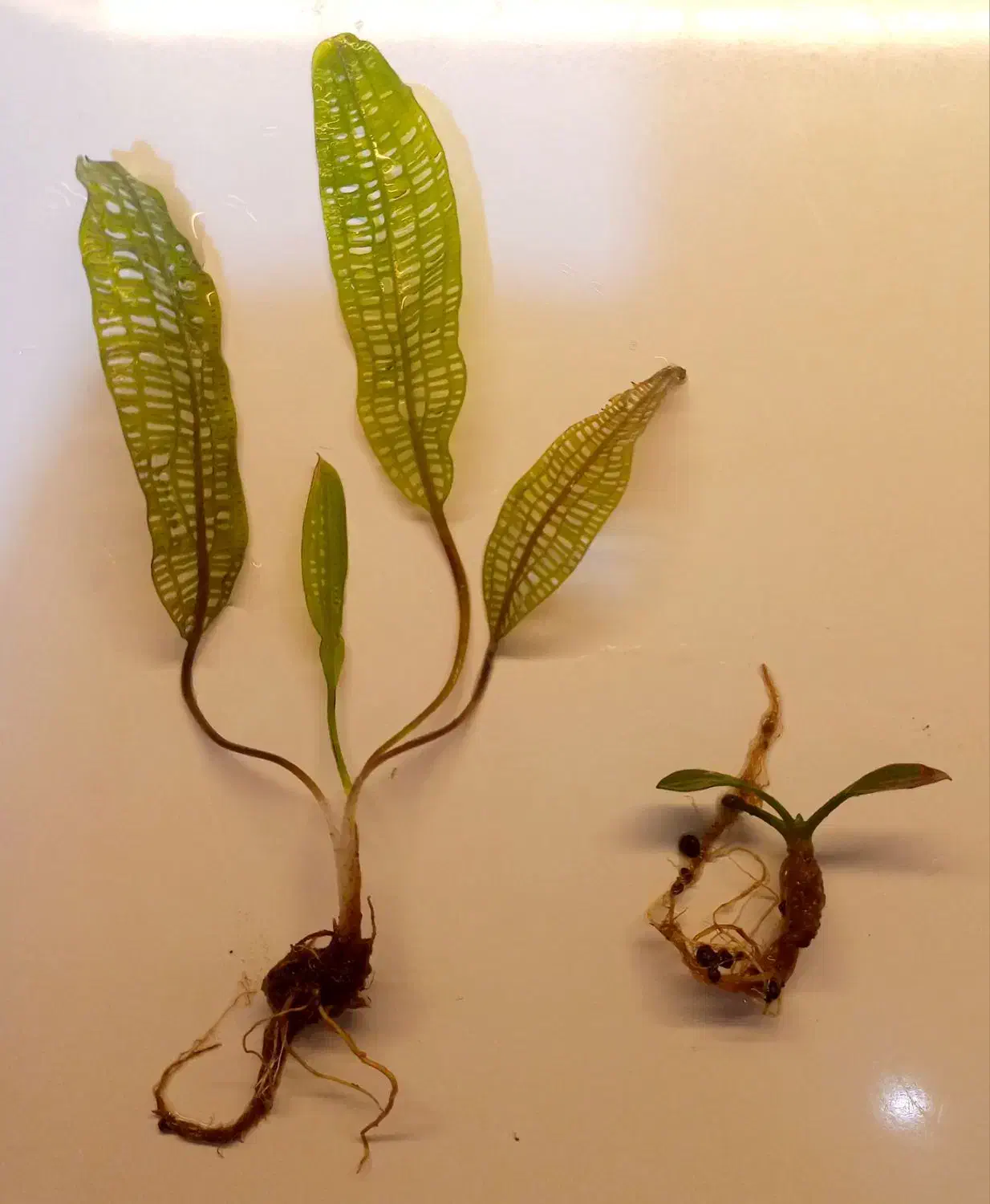 گیاه آکواریوم پلنت|ماهی|تهران, کرمان|دیوار