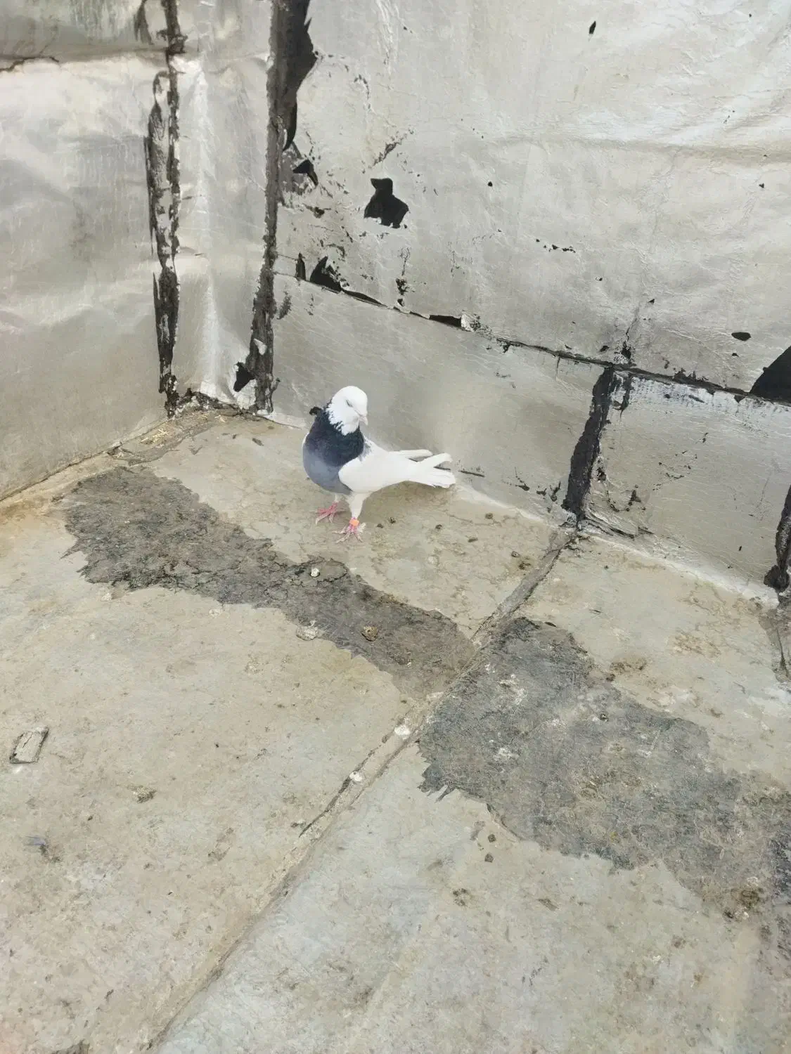 طوقی صحرایی نر|پرنده|بهار, |دیوار