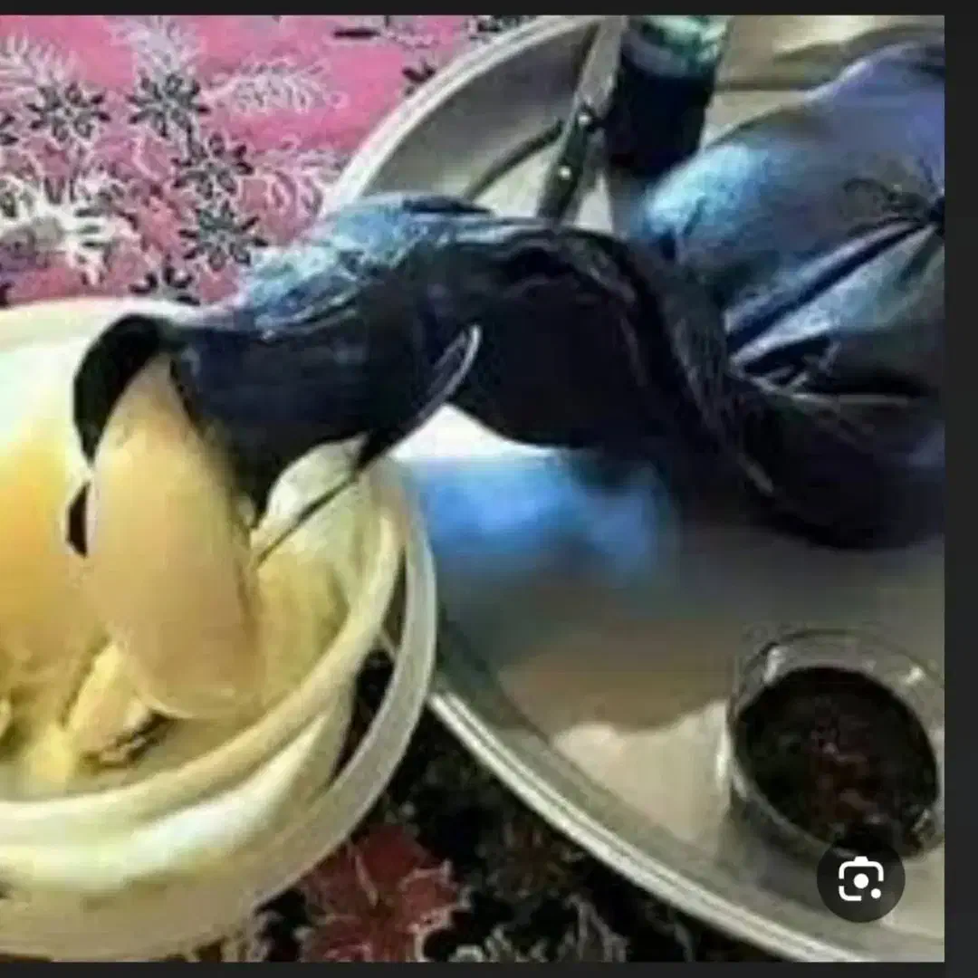 روغن حیوانی|خوردنی و آشامیدنی|جوانرود, |دیوار