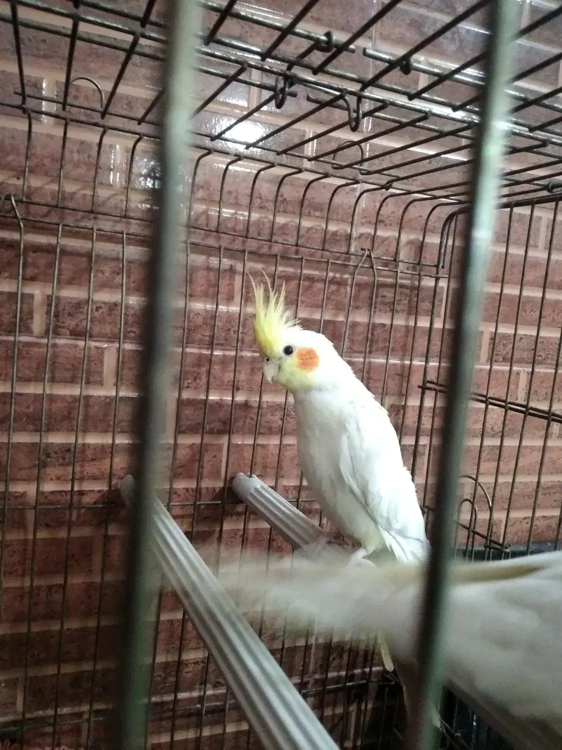 عروس هلندی|پرنده|خرمشهر, |دیوار