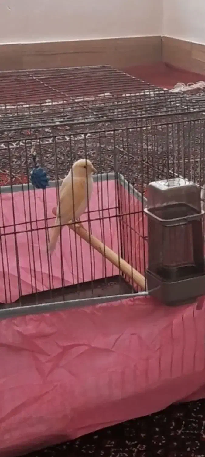 قناری|پرنده|سرپل ذهاب, |دیوار