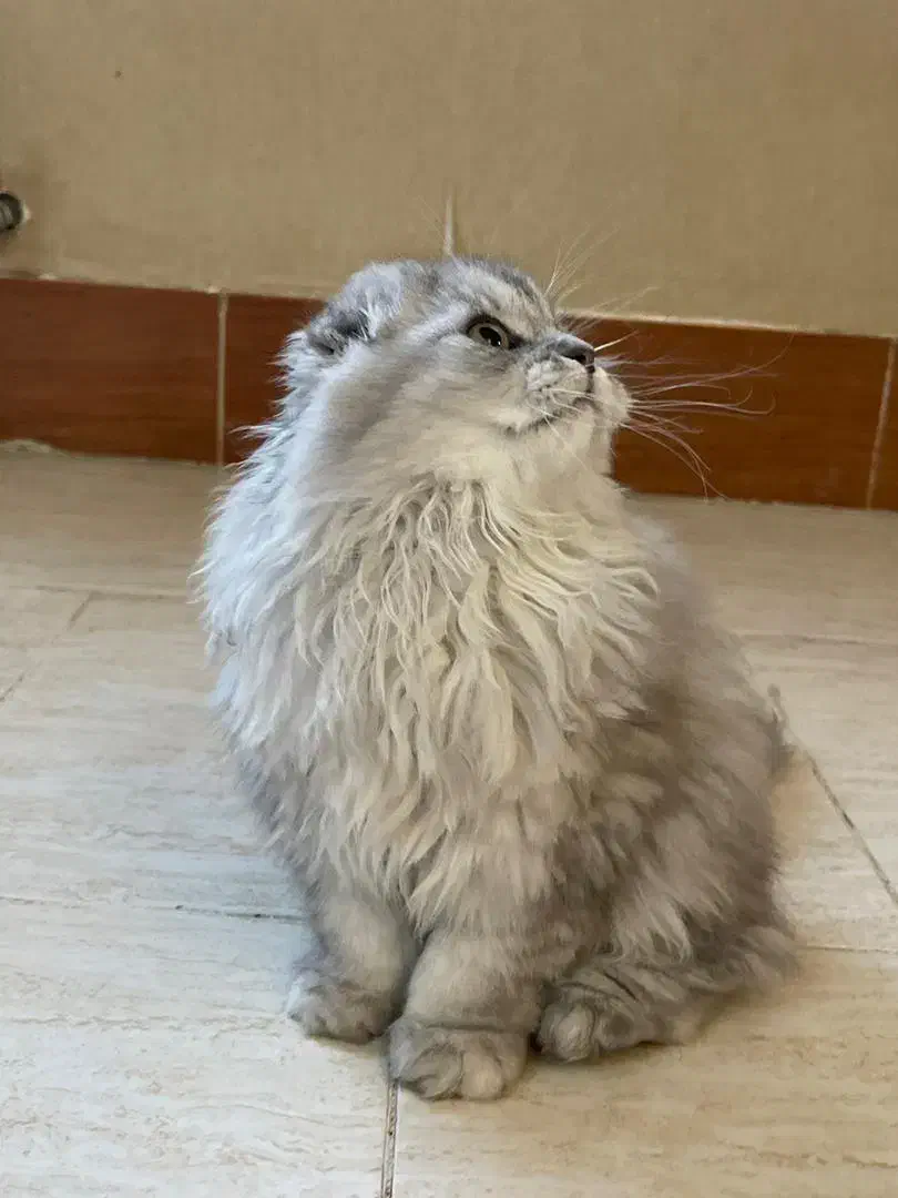 گربه|گربه|شیراز, نارنجستان|دیوار