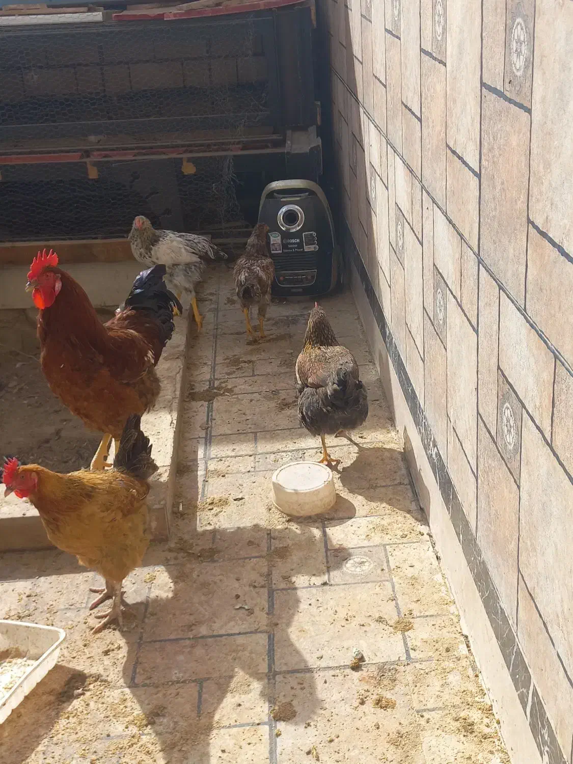 مرغ وخروس|حیوانات مزرعه|رباطکریم, رباطکریم|دیوار