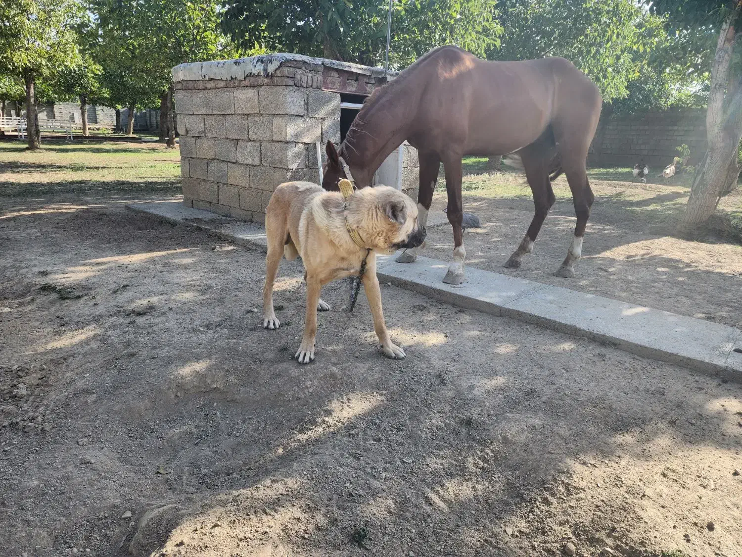 اسب شجره داره|اسب و تجهیزات اسب‌سواری|سنندج, |دیوار