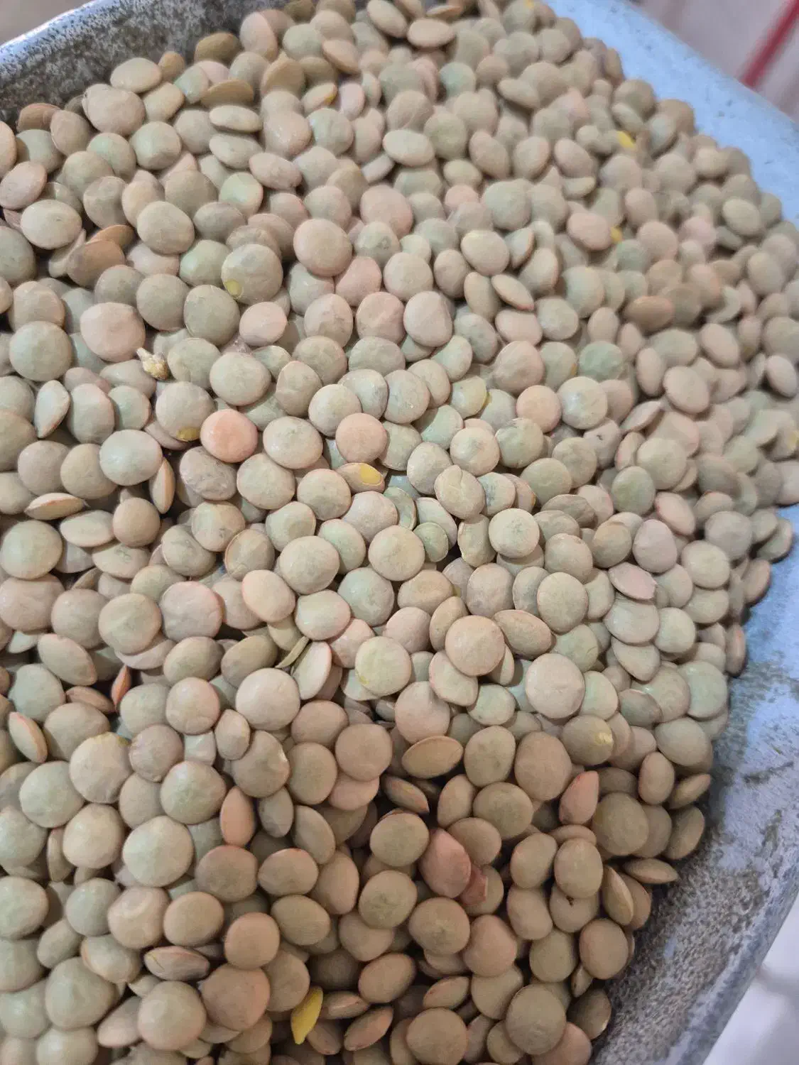 برنج کامفیروزی 240|خوردنی و آشامیدنی|شیراز, شریف‌آباد|دیوار