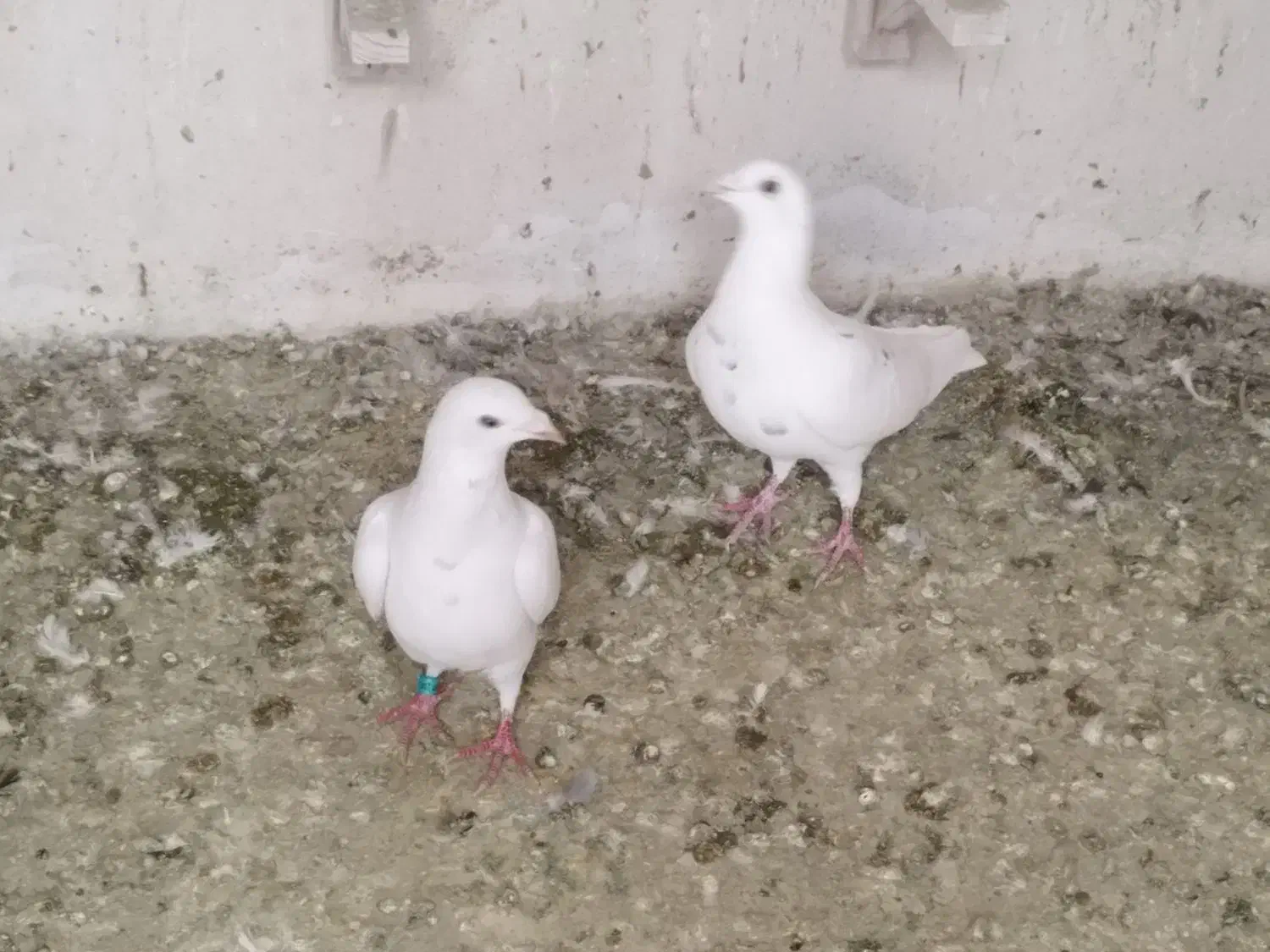 کبوتر|پرنده|شیراز, فضل‌آباد|دیوار